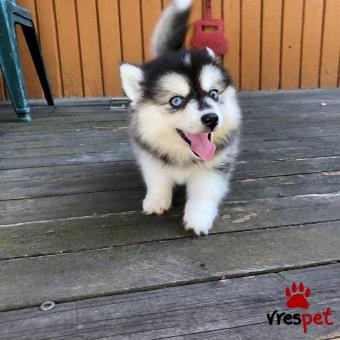 Ράτσα: Σιβηριανός Χάσκι - Siberian Husky | Ηλικία: 3 μηνών | Φύλο: Θηλυκό | Αρ. Microchip: 870024007800240 | Ιδιώτης | Εκπαιδευμένο | Pedigree | Περιοχή: Αθήνα, Αττική